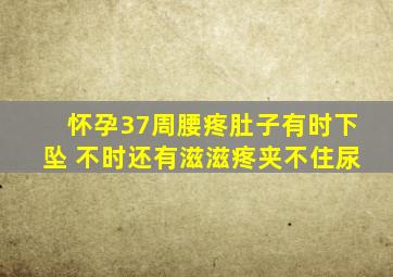 怀孕37周腰疼肚子有时下坠 不时还有滋滋疼夹不住尿